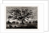 Fairlop Oak, 1800 by Anonymous