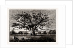 Fairlop Oak, 1800 by Anonymous