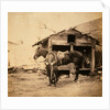 Captain King, horse artillery, Crimean War by Roger Fenton