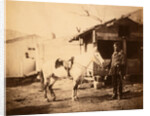 Major Chapman, 20th Regiment, Crimean War by Roger Fenton