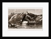 1. The Indian Government Steamer May Frere, With The Prince Of Wales On Board by Anonymous