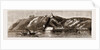 1. The Indian Government Steamer May Frere, With The Prince Of Wales On Board by Anonymous