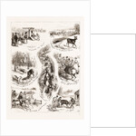 A Day With An Untried Deer by Anonymous