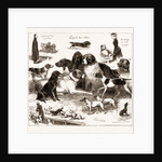 The Dog Show At The Crystal Palace, London by Anonymous