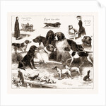 The Dog Show At The Crystal Palace, London by Anonymous