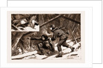 Moose-creeping In Nova Scotia, 1883 by Anonymous