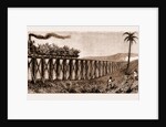Carrying Sugar Cane On The Pioneer Plantation, Mackay by Anonymous