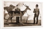 Billy, The Pet Deer Of The Prince Of Wales's Own (west Yorkshire Regiment) by Anonymous