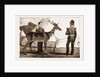 Billy, The Pet Deer Of The Prince Of Wales's Own (west Yorkshire Regiment) by Anonymous