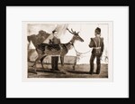 Billy, The Pet Deer Of The Prince Of Wales's Own (west Yorkshire Regiment) by Anonymous