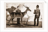 Billy, The Pet Deer Of The Prince Of Wales's Own (west Yorkshire Regiment) by Anonymous