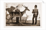 Billy, The Pet Deer Of The Prince Of Wales's Own (west Yorkshire Regiment) by Anonymous