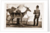 Billy, The Pet Deer Of The Prince Of Wales's Own (west Yorkshire Regiment) by Anonymous