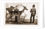 Billy, The Pet Deer Of The Prince Of Wales's Own (west Yorkshire Regiment) by Anonymous