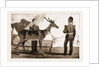 Billy, The Pet Deer Of The Prince Of Wales's Own (west Yorkshire Regiment) by Anonymous