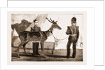 Billy, The Pet Deer Of The Prince Of Wales's Own (west Yorkshire Regiment) by Anonymous