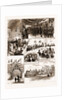 Prince Leopold's Visit To Colchester, And The Installation Of Lord Brooke by Anonymous