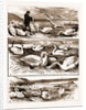 Lord Ilchester's Swannery by Anonymous