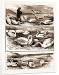 Lord Ilchester's Swannery by Anonymous
