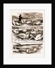 Lord Ilchester's Swannery by Anonymous