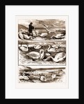 Lord Ilchester's Swannery by Anonymous