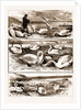 Lord Ilchester's Swannery by Anonymous
