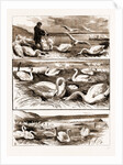 Lord Ilchester's Swannery by Anonymous