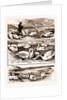 Lord Ilchester's Swannery by Anonymous