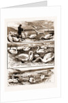 Lord Ilchester's Swannery by Anonymous