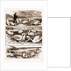 Lord Ilchester's Swannery by Anonymous