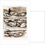 Lord Ilchester's Swannery by Anonymous