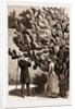 One Way Of Leaving Visiting Cards At The Cape Of Good Hope, South Africa by Anonymous