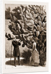 One Way Of Leaving Visiting Cards At The Cape Of Good Hope, South Africa by Anonymous