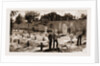 The Recent War In Egypt: Graves Of Coldstream Guards At Alexandria, 1883 by Anonymous