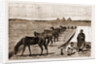 Cavalry Horses At Grass, Cairo by Anonymous