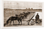 Cavalry Horses At Grass, Cairo by Anonymous