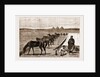 Cavalry Horses At Grass, Cairo by Anonymous