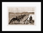 Cavalry Horses At Grass, Cairo by Anonymous