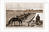 Cavalry Horses At Grass, Cairo by Anonymous