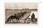 Cavalry Horses At Grass, Cairo by Anonymous