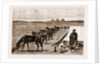 Cavalry Horses At Grass, Cairo by Anonymous