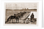Cavalry Horses At Grass, Cairo by Anonymous