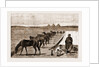 Cavalry Horses At Grass, Cairo by Anonymous