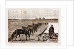 Cavalry Horses At Grass, Cairo by Anonymous