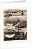 The Herring Fishery At Caithness, UK by Anonymous