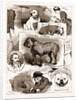 Notes At The Bulldog Club Show, 1883 by Anonymous