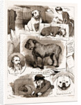 Notes At The Bulldog Club Show, 1883 by Anonymous