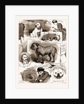 Notes At The Bulldog Club Show, 1883 by Anonymous
