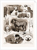 Notes At The Bulldog Club Show, 1883 by Anonymous