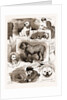 Notes At The Bulldog Club Show, 1883 by Anonymous